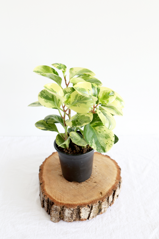 Variegated Baby Rubber Plant