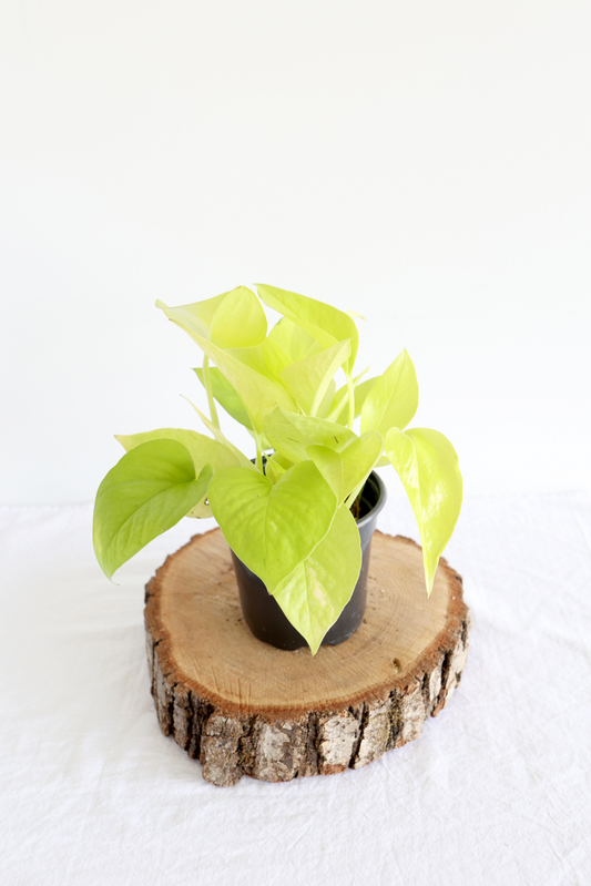 Neon Pothos Plant