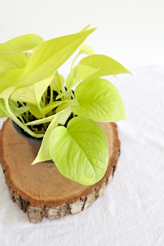 Neon Pothos Plant