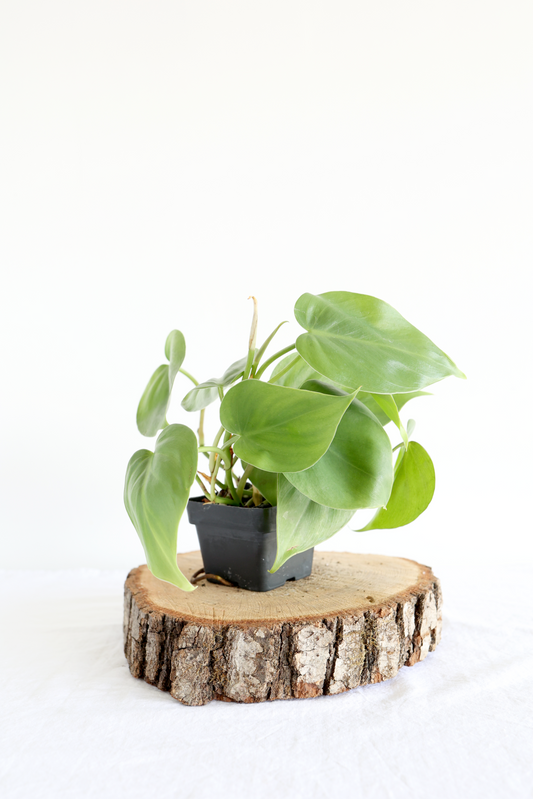 Heartleaf Philodendron