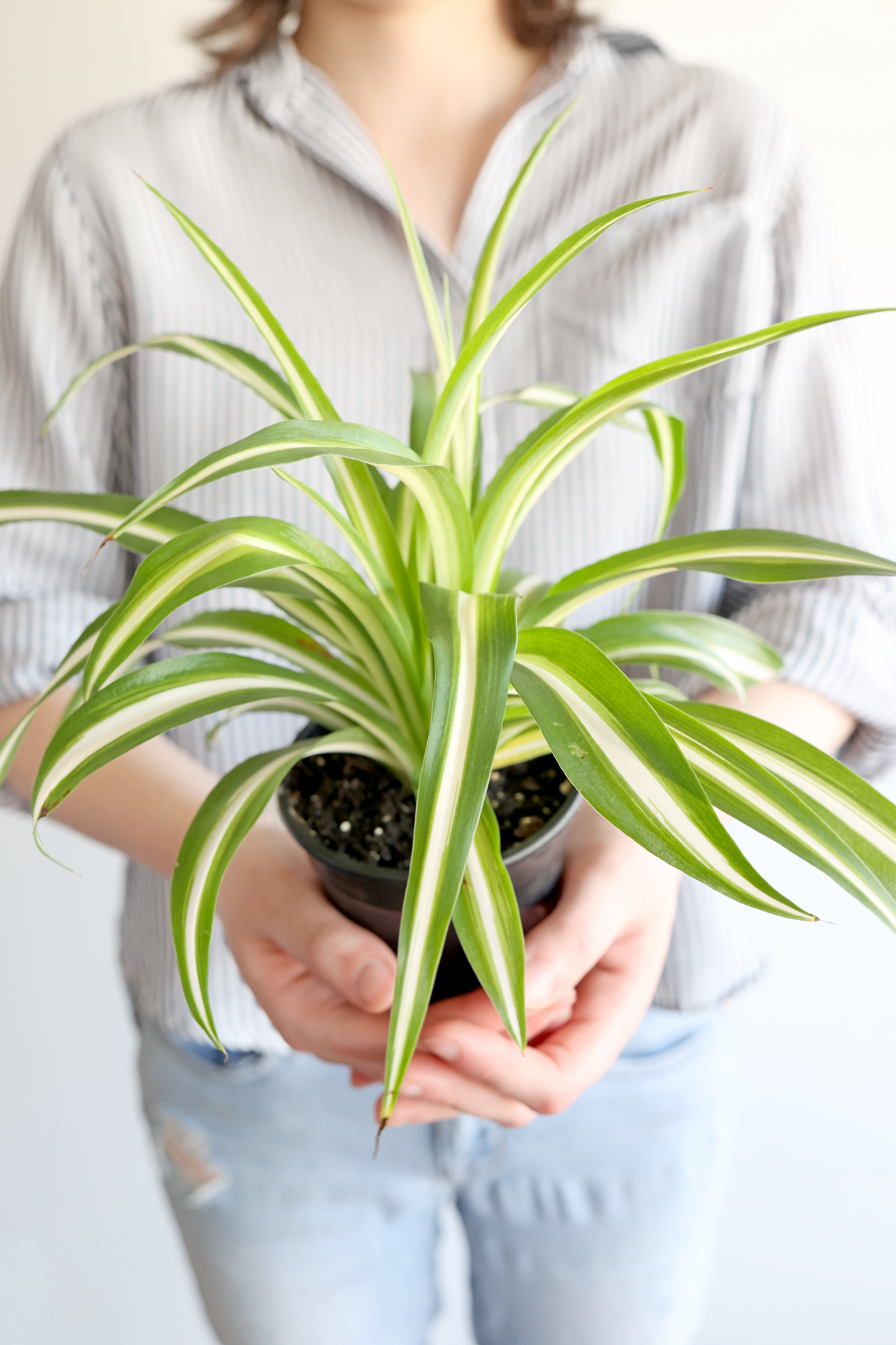 Spider Plant