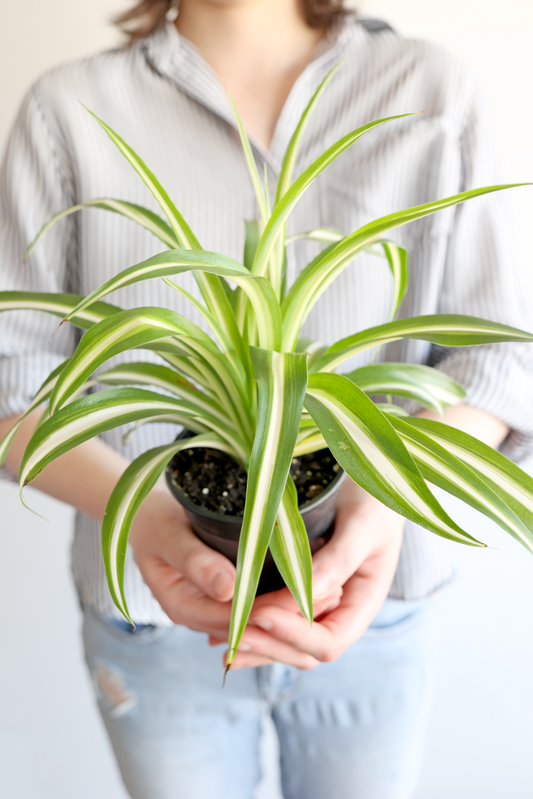 Spider Plant