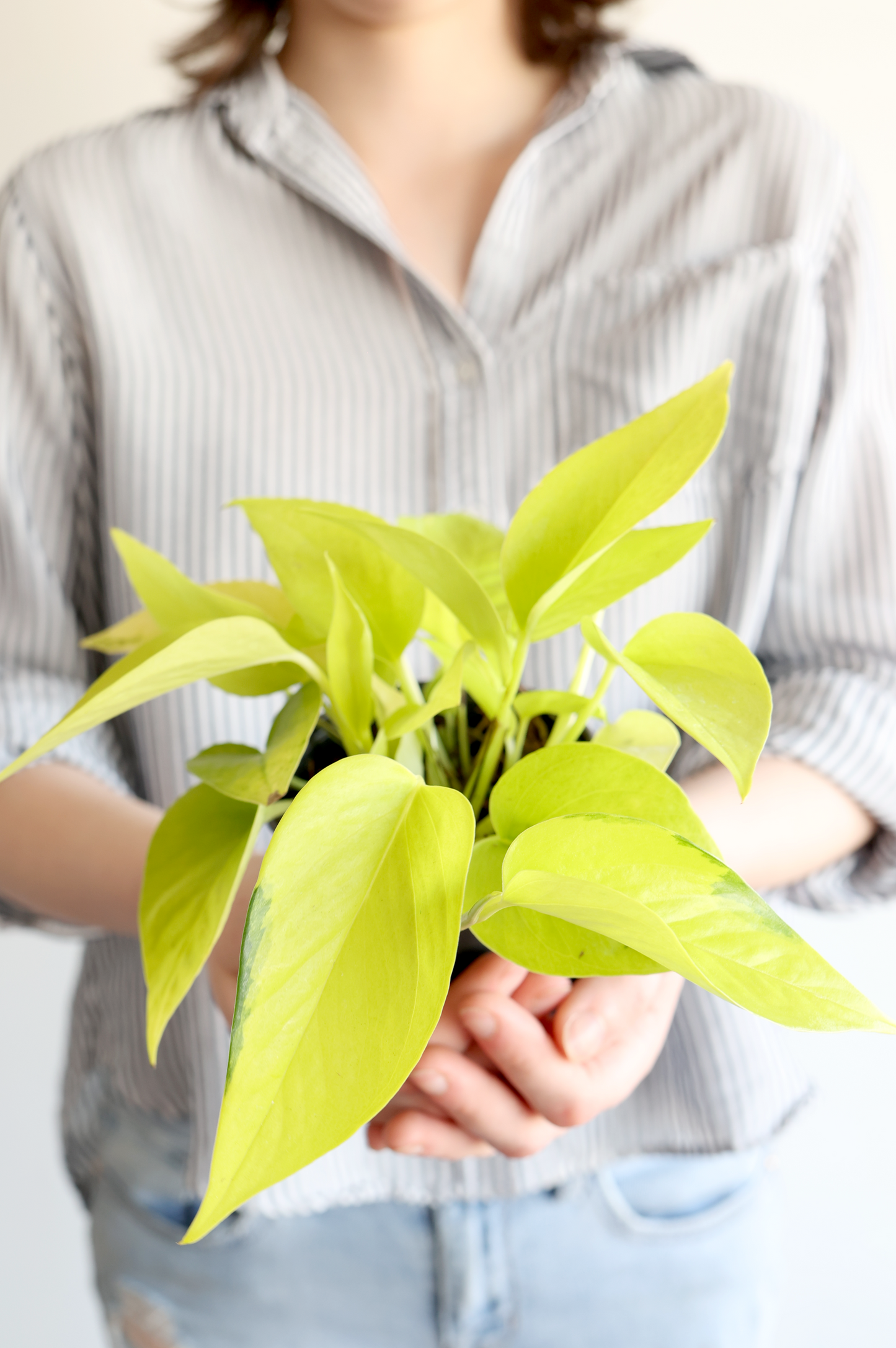 Neon Pothos Plant