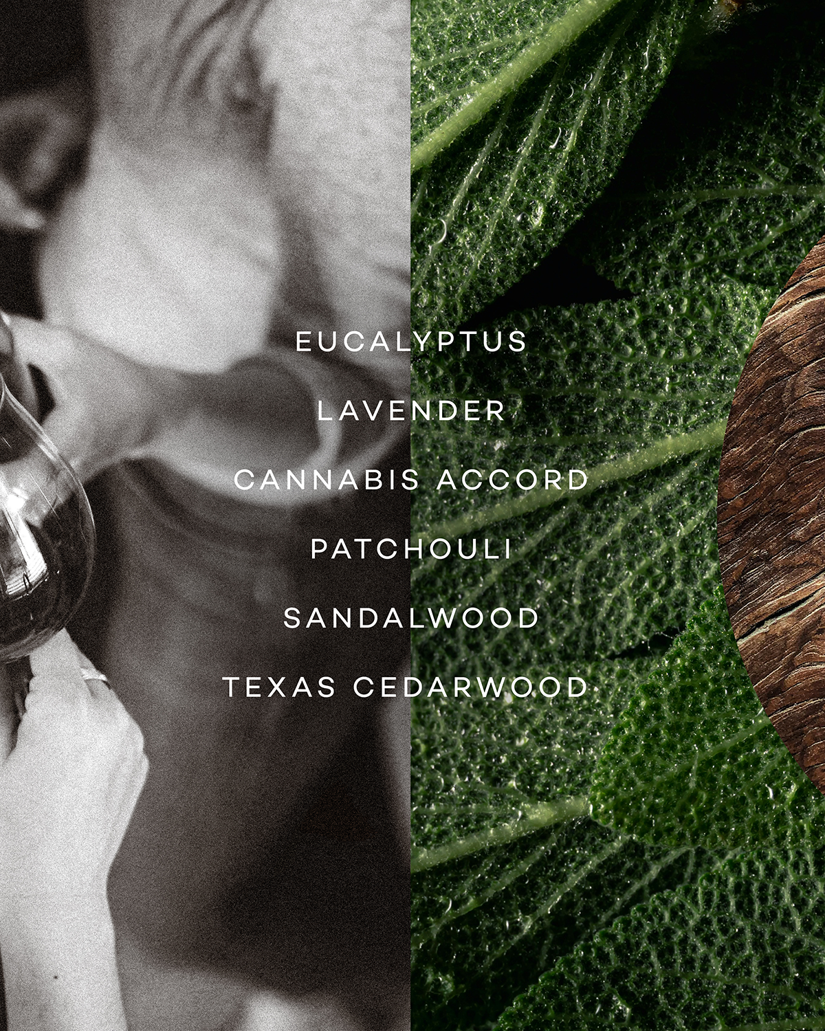 SAGE — CANNABIS & SAGE