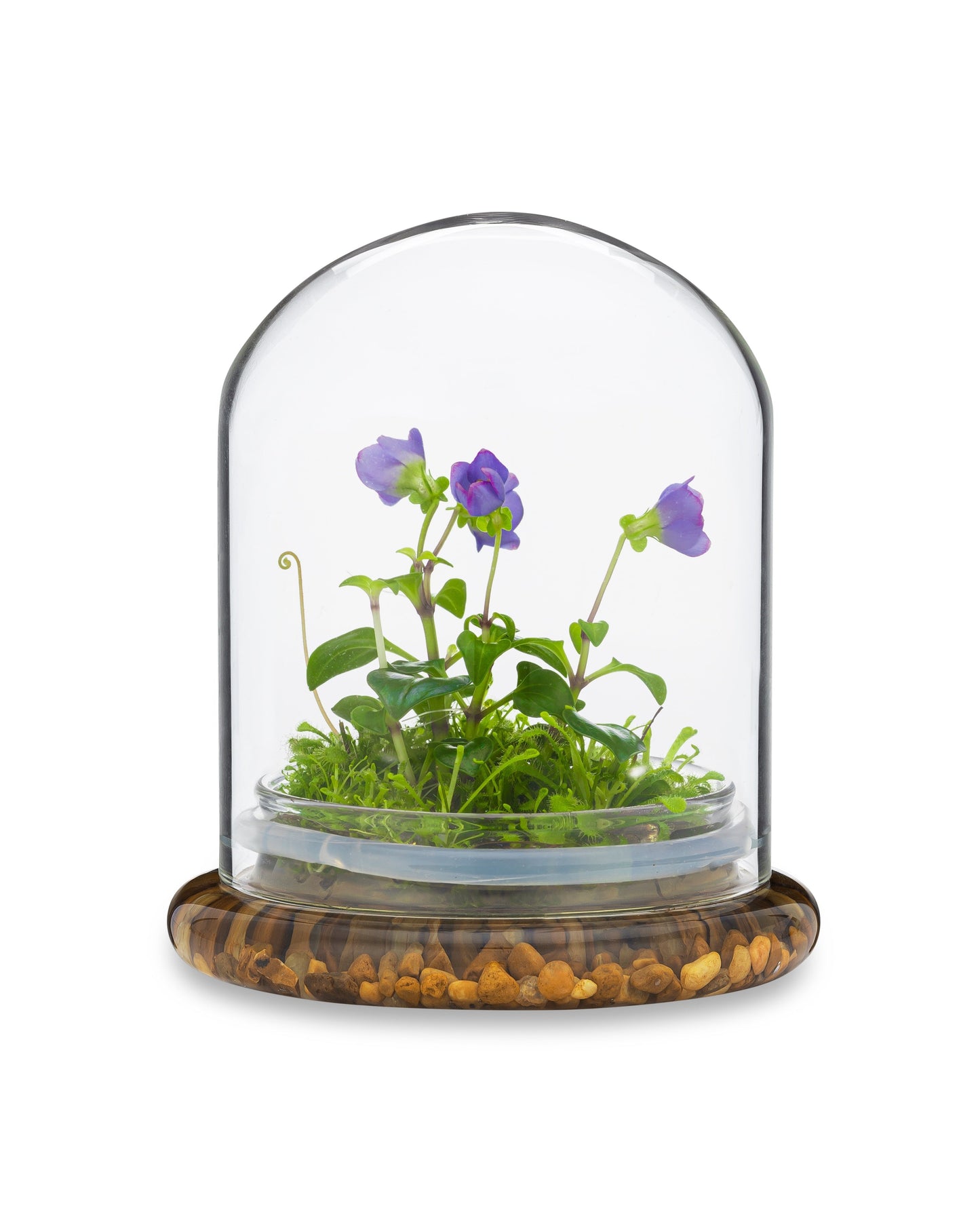 Persian Violet (Exacum Affine) with Sundew Moss
