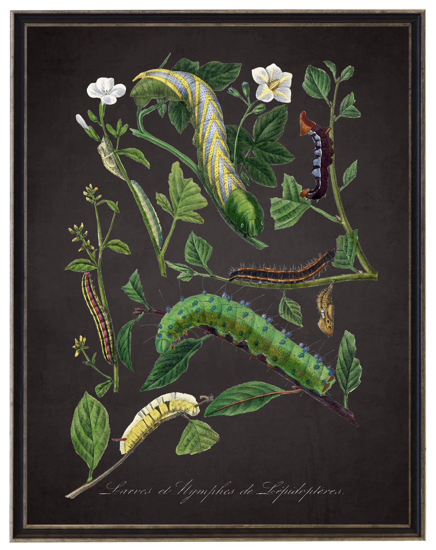 Vintage caterpillar and flower print on a distressed black background in a black and brushed silver frame sized 16x20
