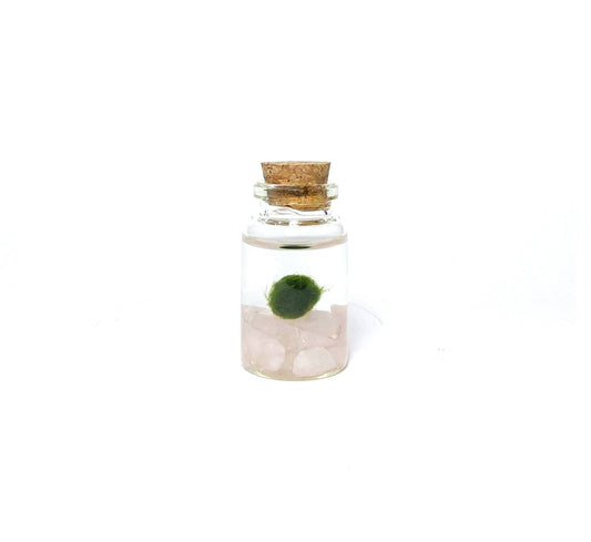 Mini Moss Ball | Rose Quartz Moss Niño