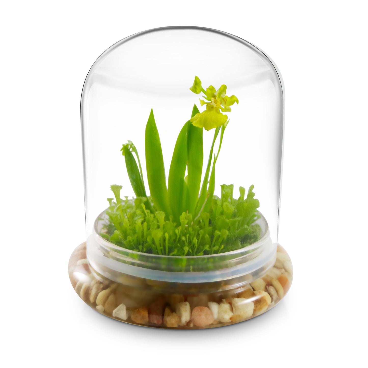 Everlasting Orchid Terrarium with Sundew Moss