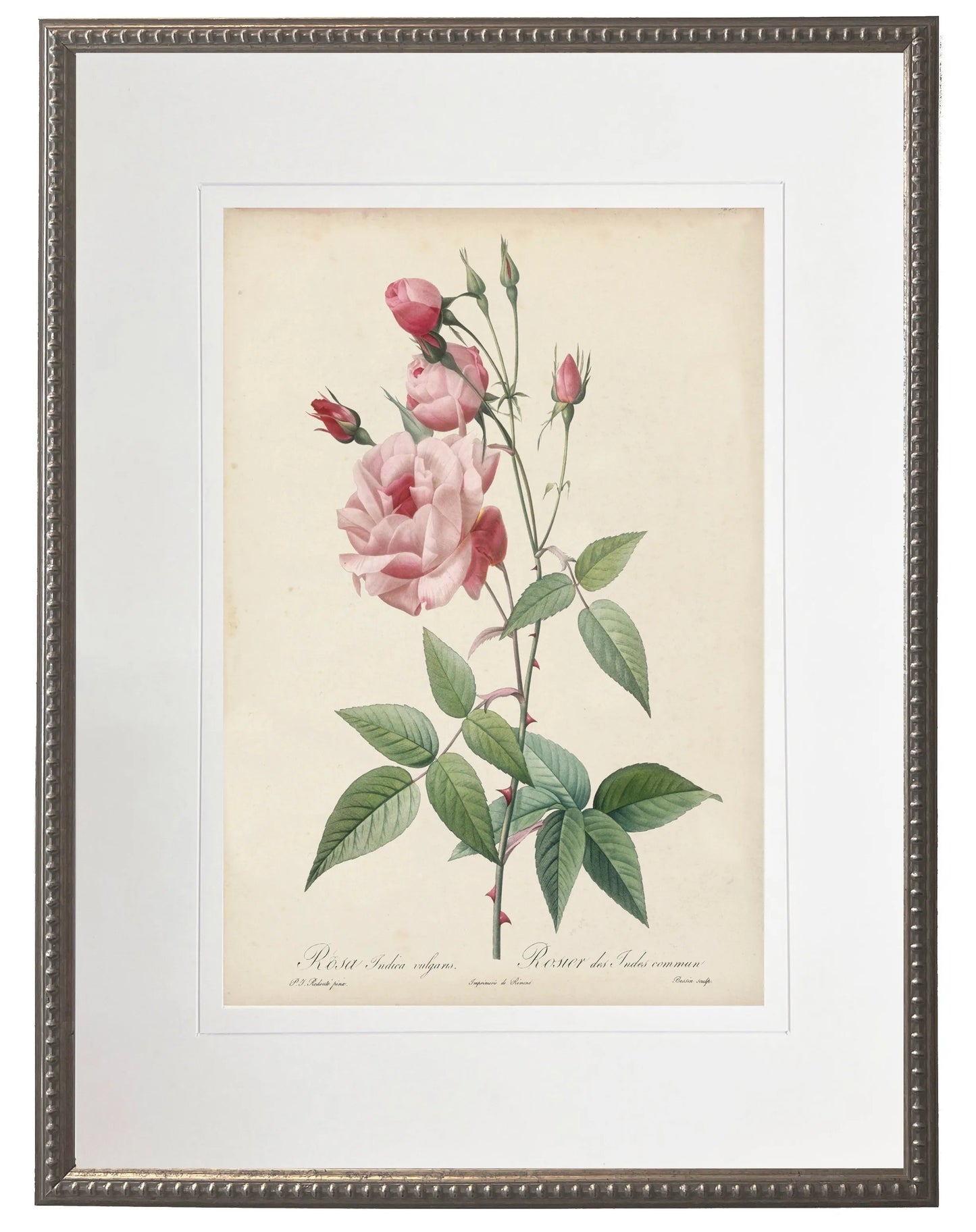 Vintage Rose Print in Beaded Pewter Frame
