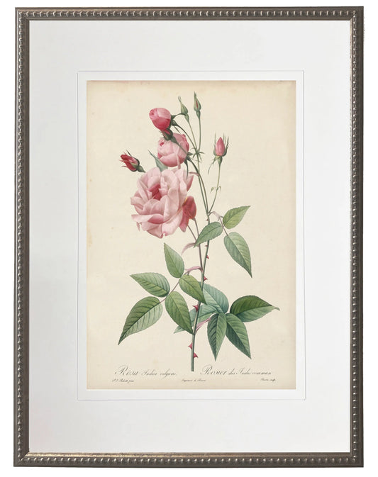 Vintage Rose Print in Beaded Pewter Frame