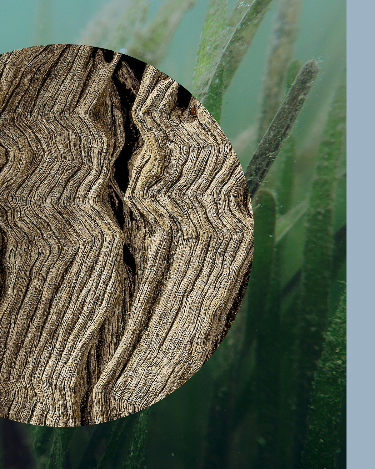 DRIFT — SEAGRASS & SALT WATER