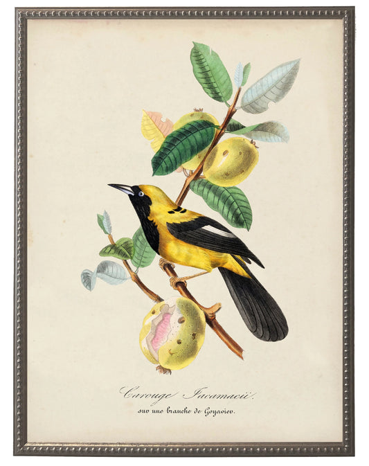 Jacamar and Flower Print in Beaded Pewter Frame