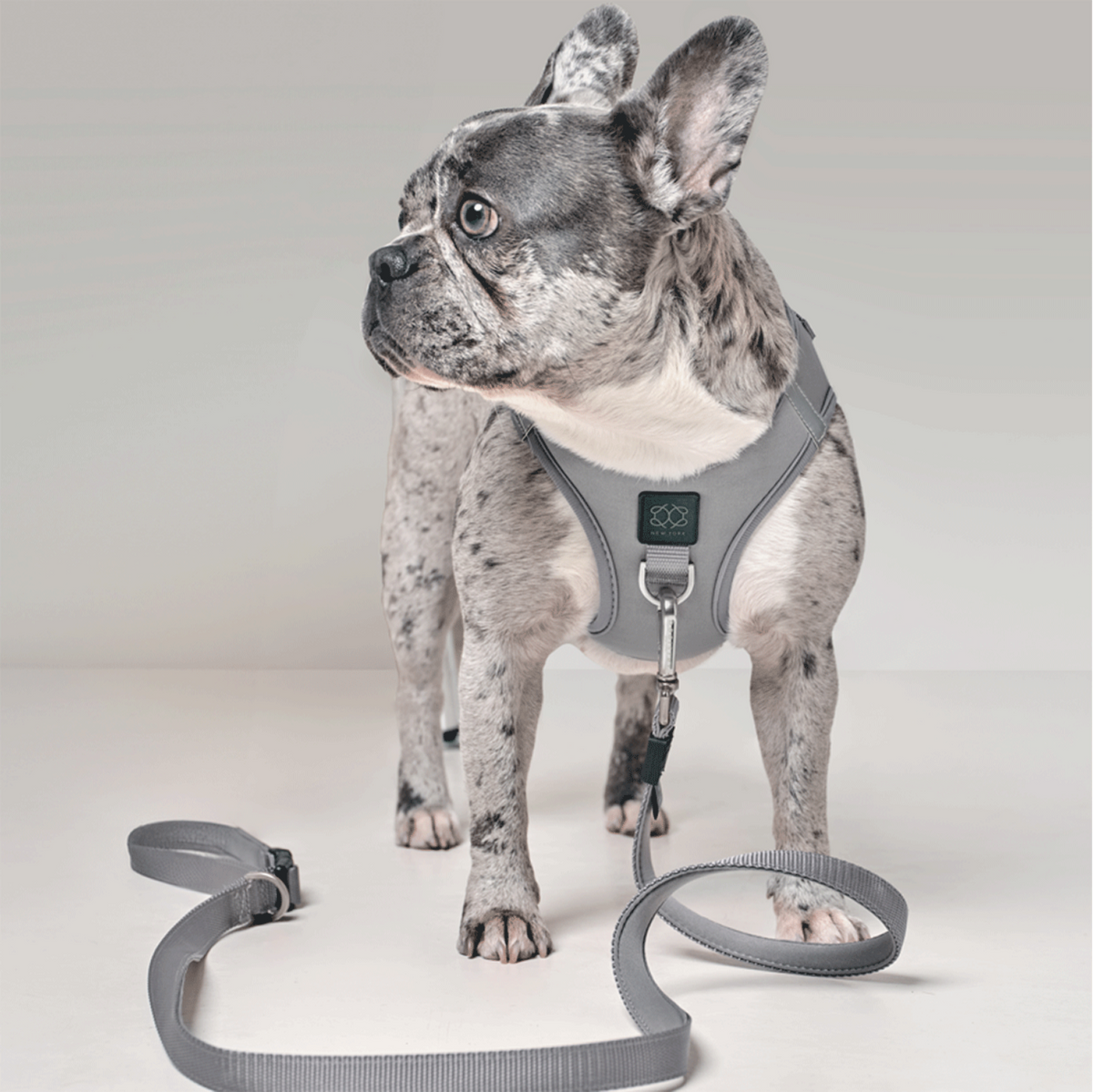 City Leash Set - Steel
