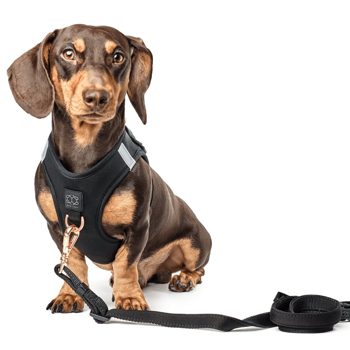 City Dog Leash - Solid Black for Small Rockstar