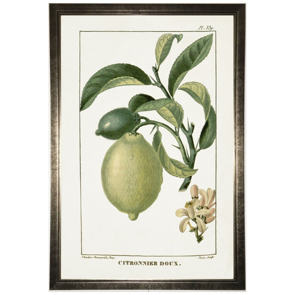Lime Plant in Silver Frame