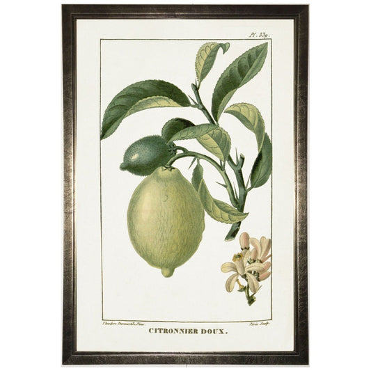 Lime Plant in Silver Frame