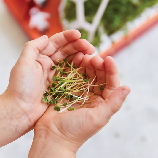 Microgreens DIY Kit