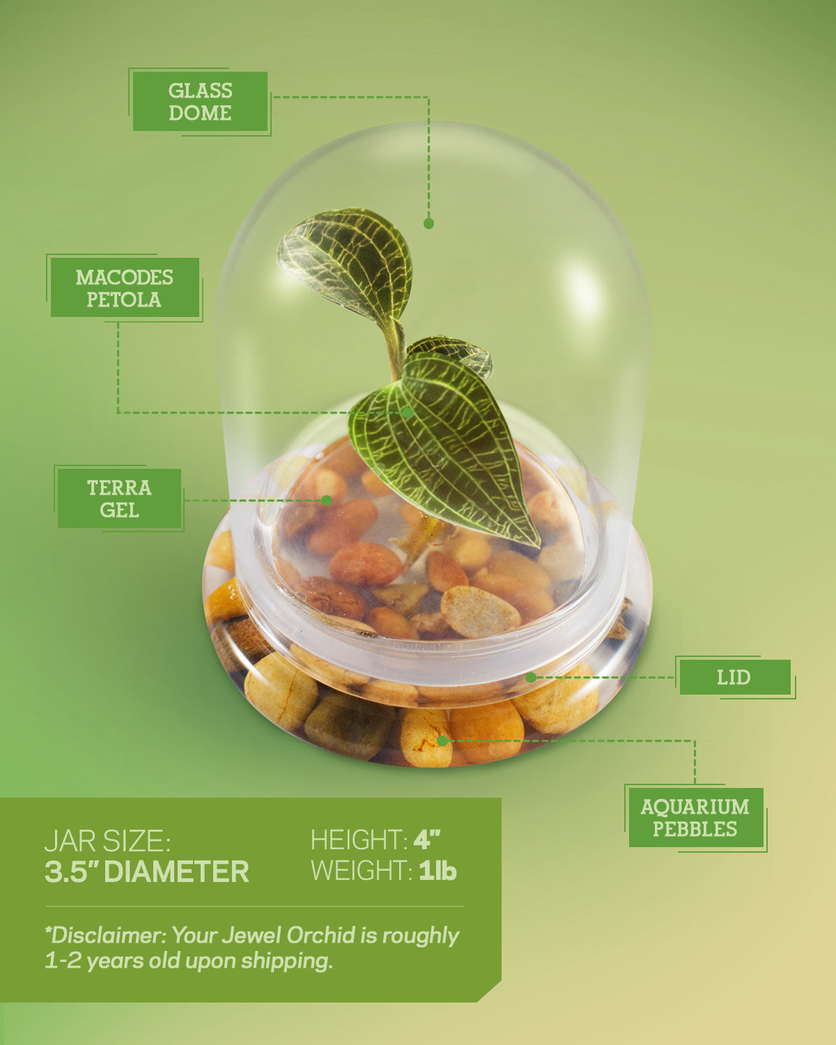 Jewel Orchid Terrarium