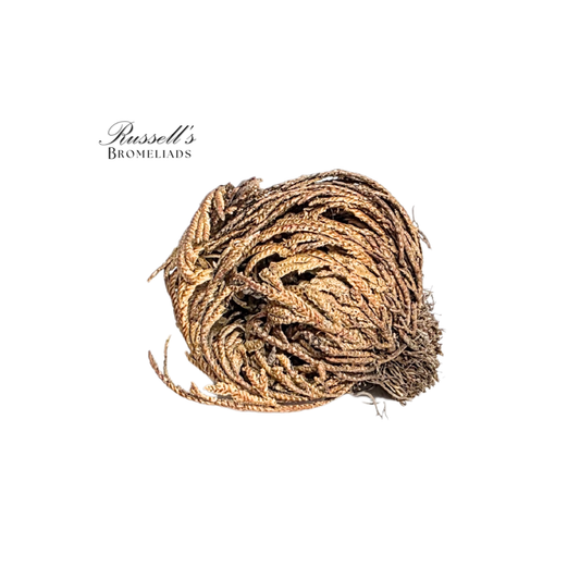Resurrection Plant
