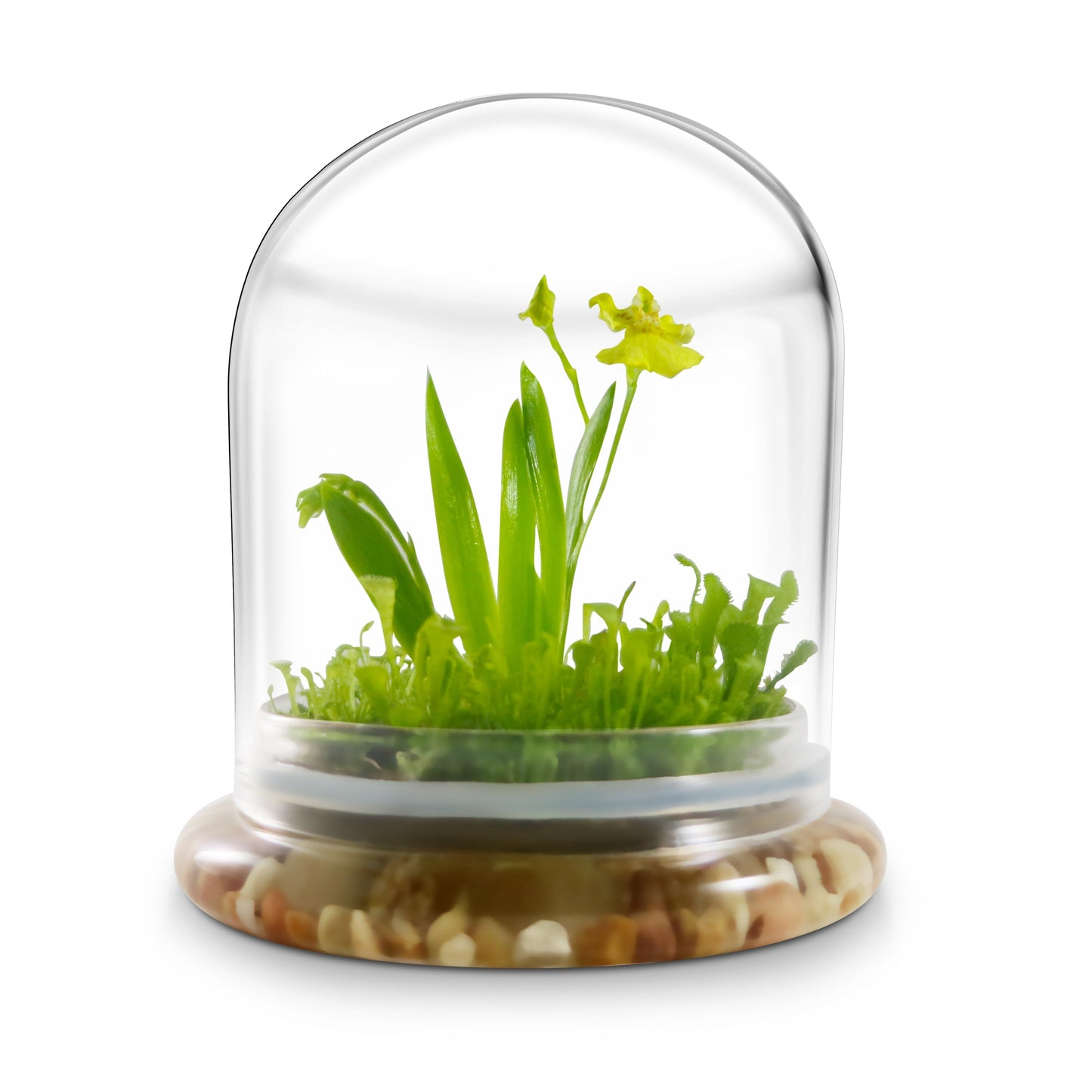 Everlasting Orchid Terrarium with Sundew Moss