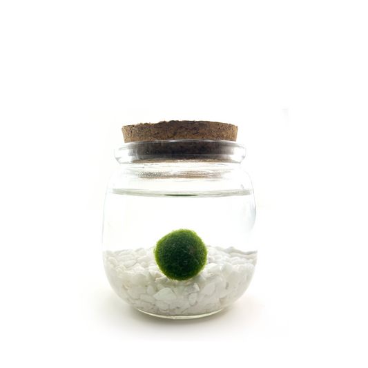 Medium Moss Ball | Moss Chico