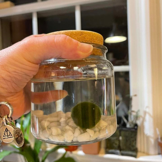 Large Moss Ball | Moss Amigo