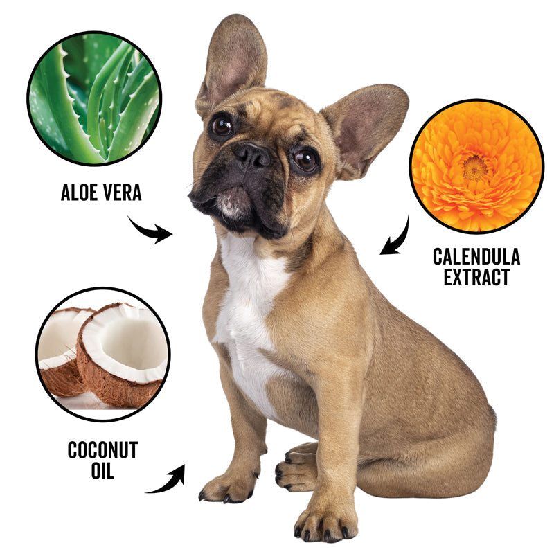 DOGDAYS Waterless Foaming Shampoo for Dogs & Cats -—No-Rinse, Odor-Eliminating Cleanser