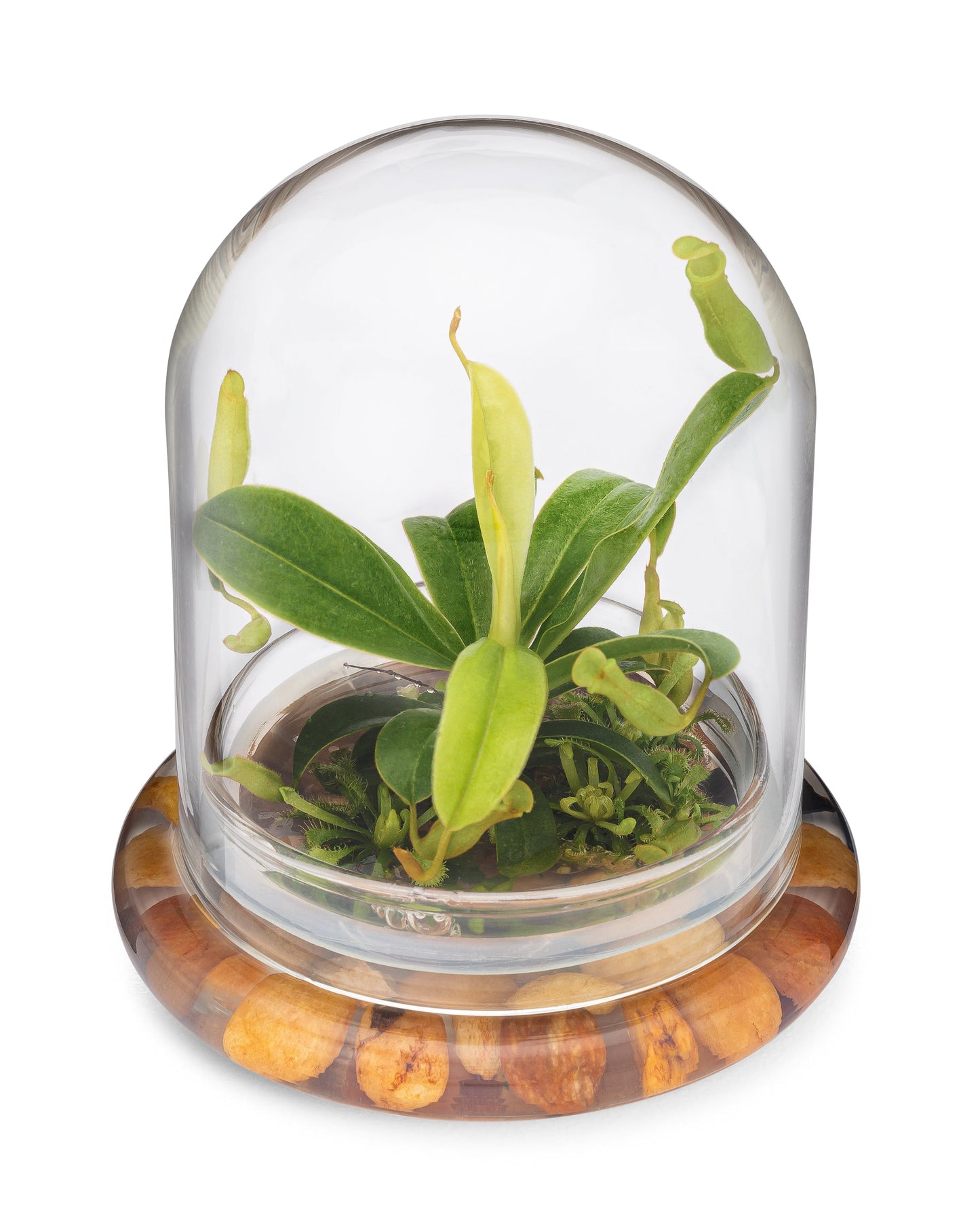 Live Pitcher Plant Terrarium