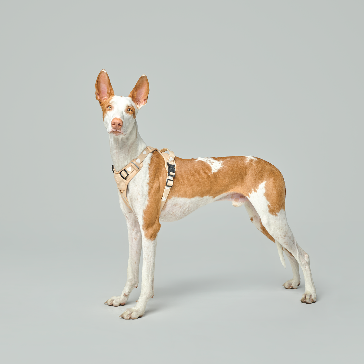 Nomad City Leash Set - Icon