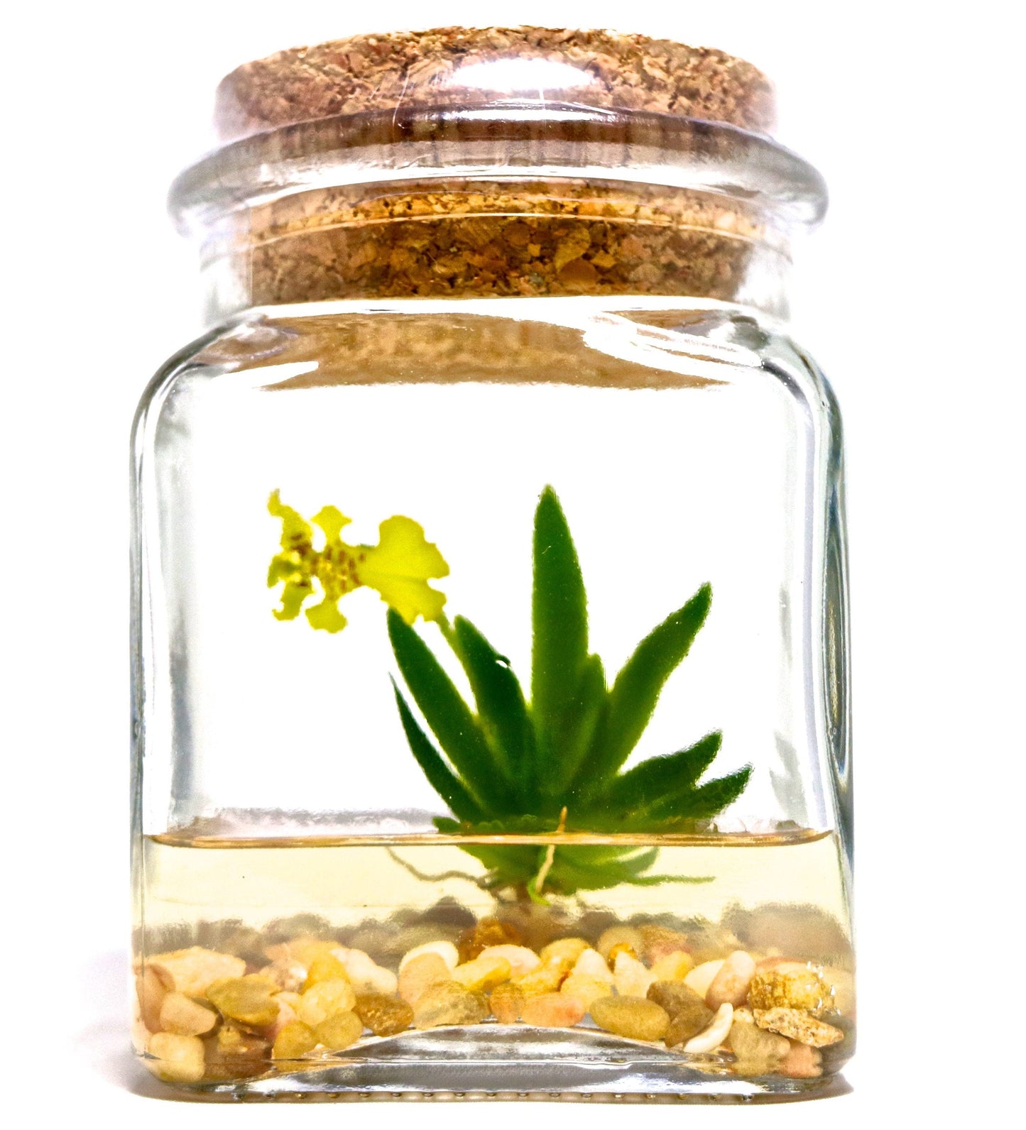 Orchid Terrarium - Miniature