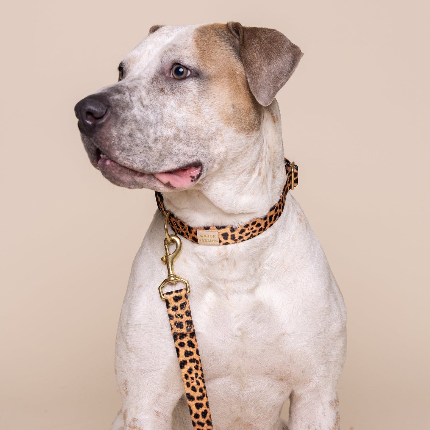 Leopard Print Dog Collar
