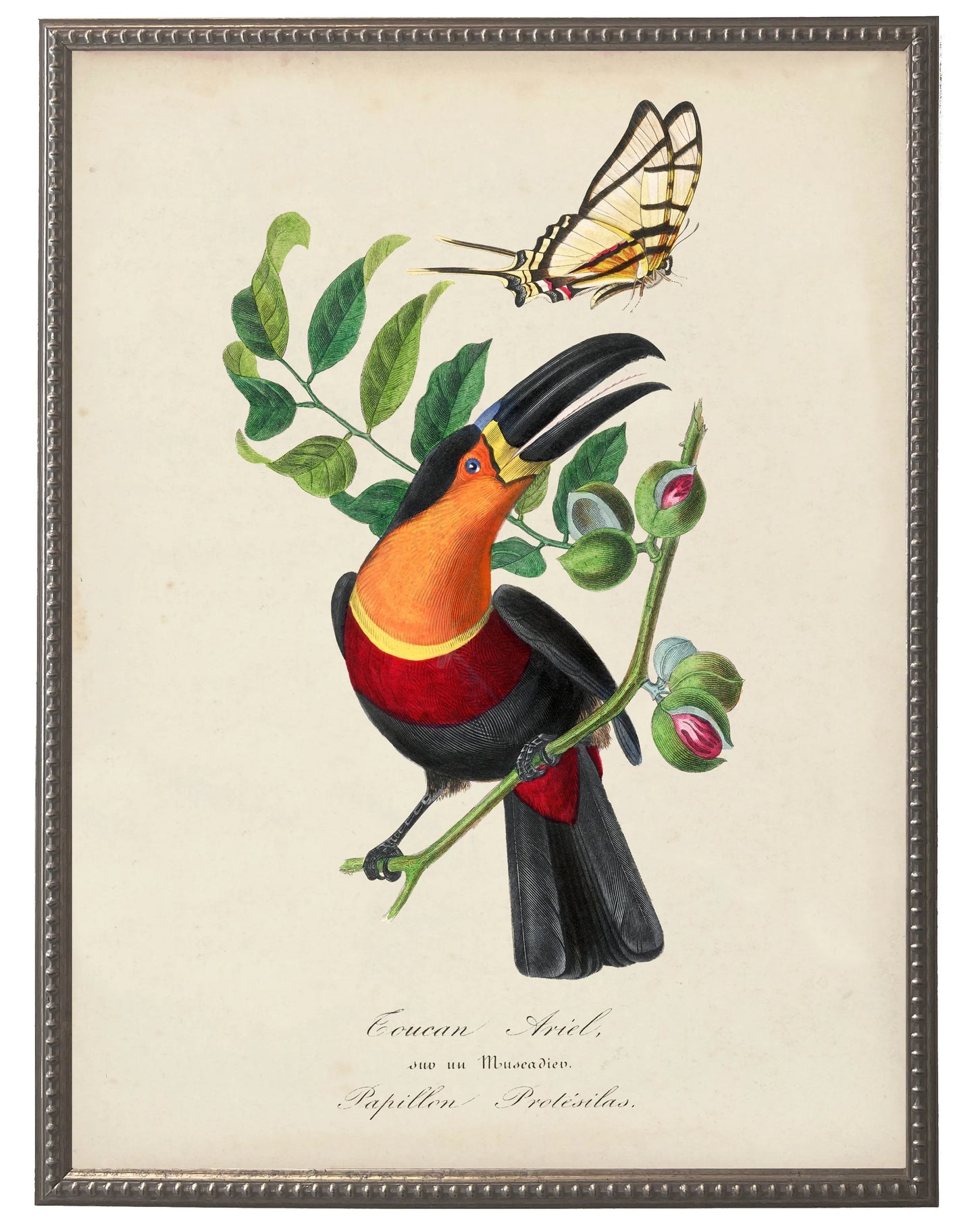Toucan and Butterfly Print in Beaded Pewter Frame