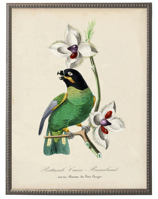 Parakeet and Flower Print in Beaded Pewter Frame