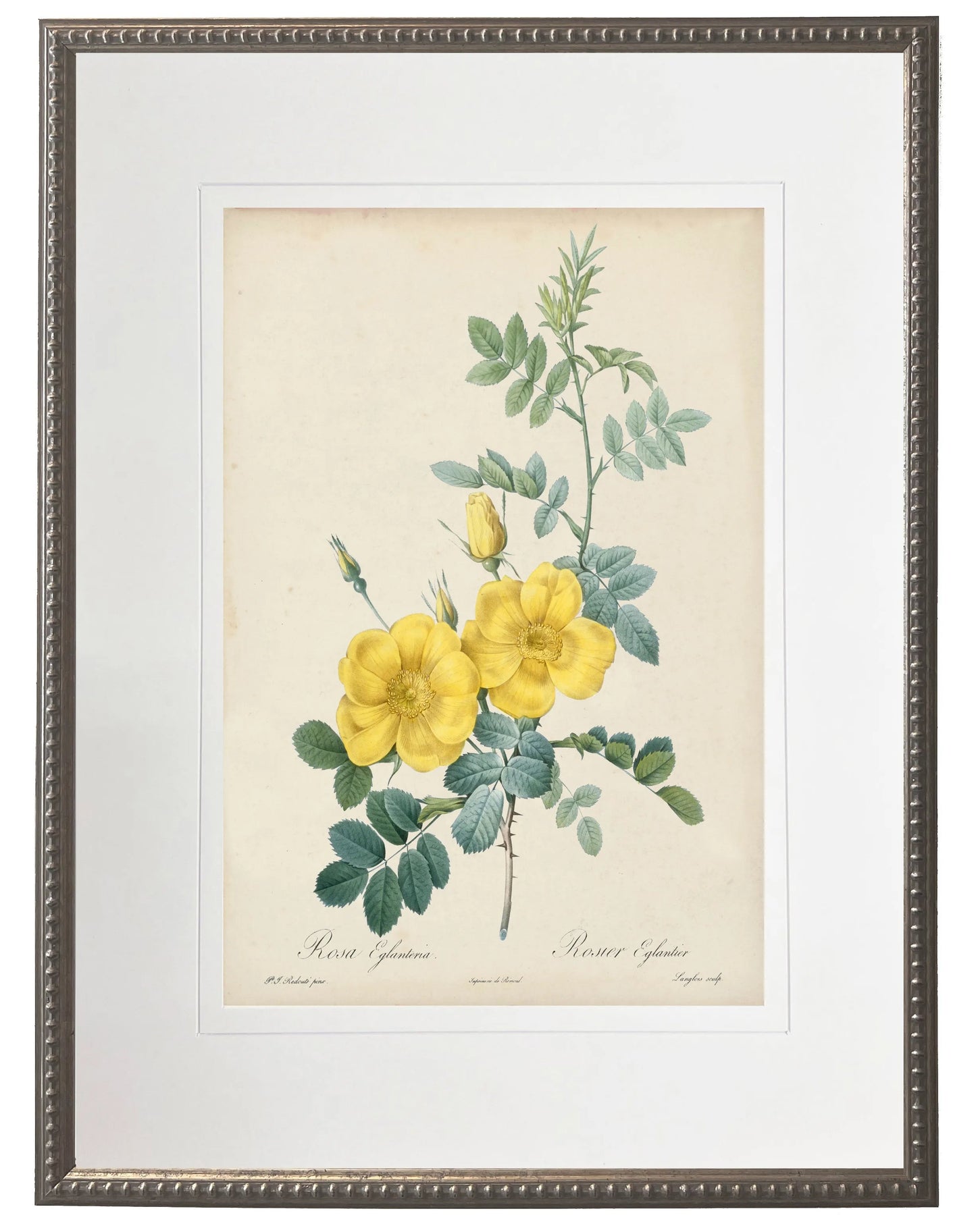Botanical Print with Beaded Pewter Frame