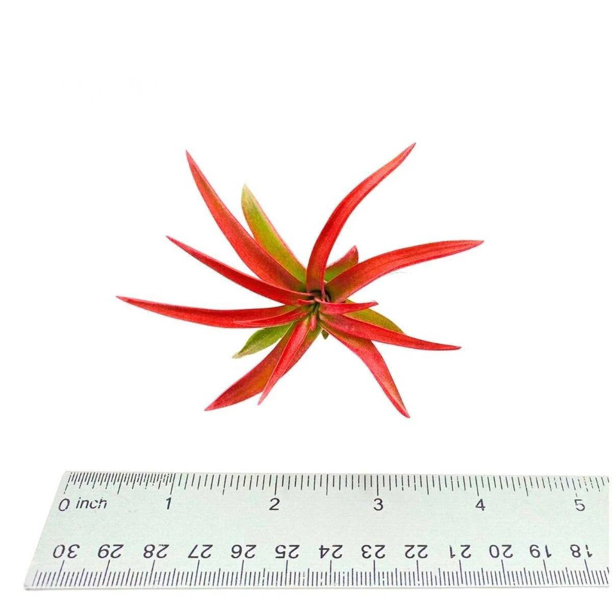 Velutina Air Plant, 2-3"