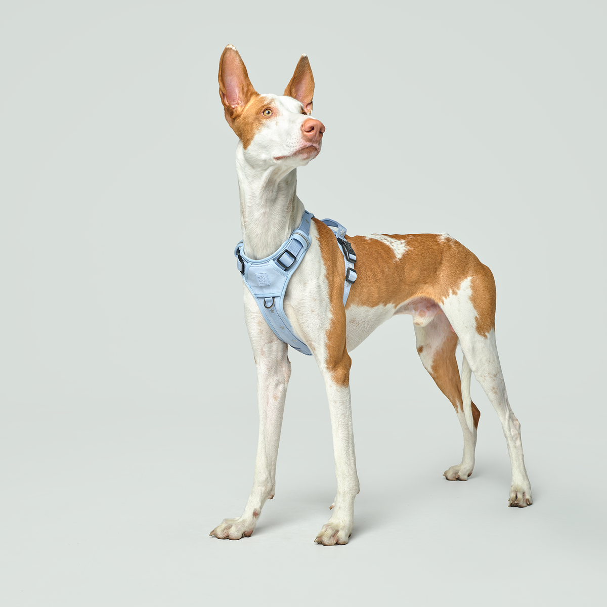 NoMad City Leash Set - Rockstar Hudson