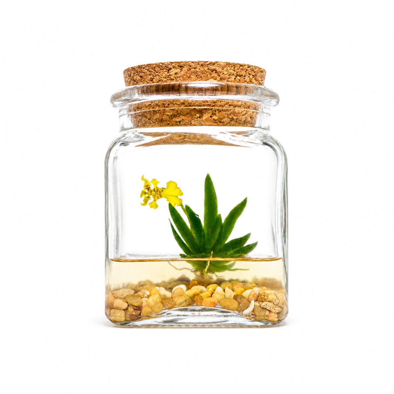 Orchid Terrarium - Miniature