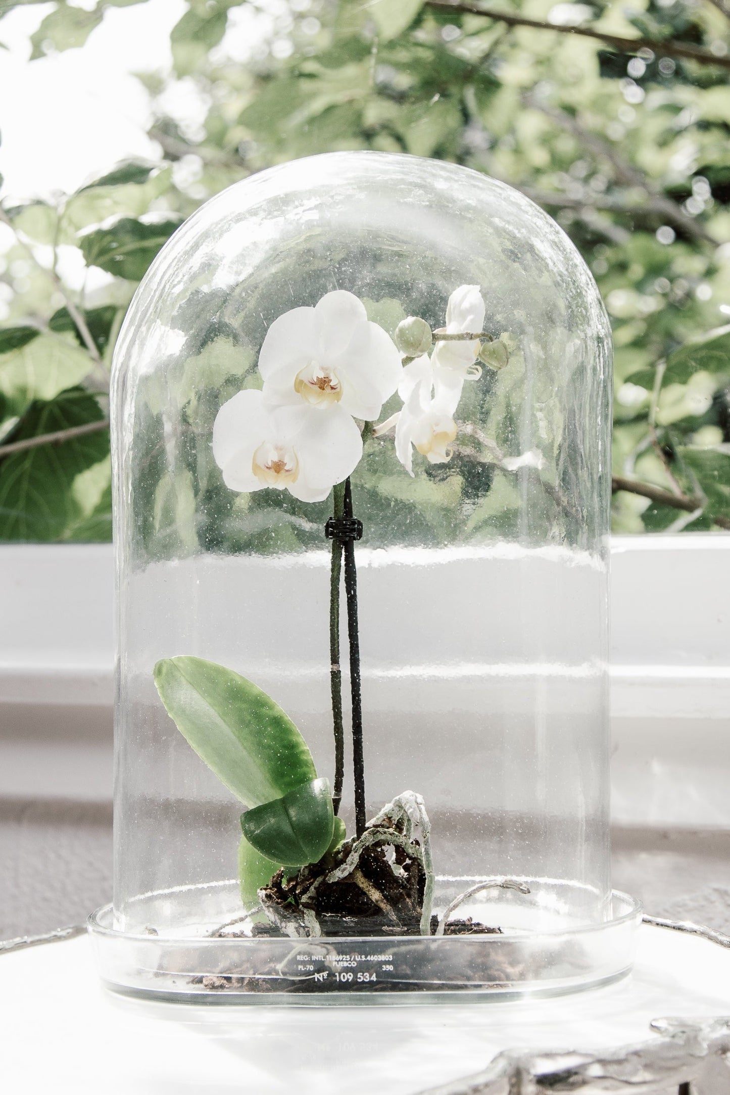Display Glass Dome