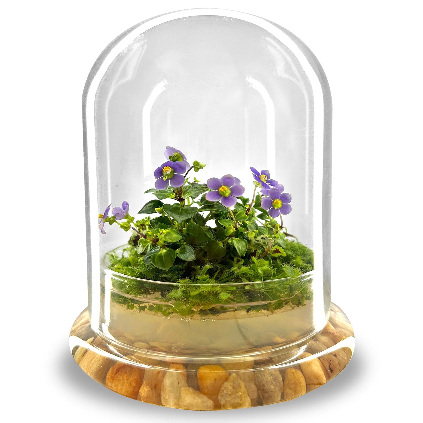 Bloomify Persian Violet lived in Terrarium Jar