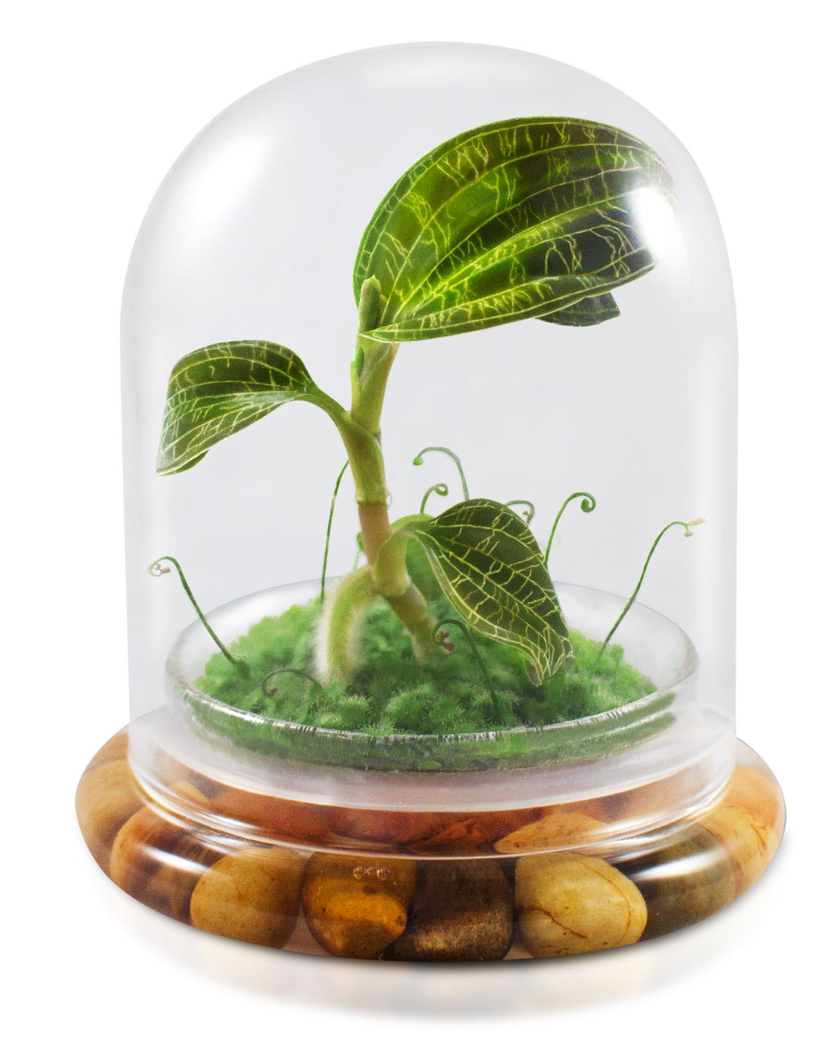 Jewel Orchid Terrarium