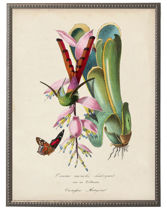 Hummingbird and Flower Print in Beaded Pewter Frame