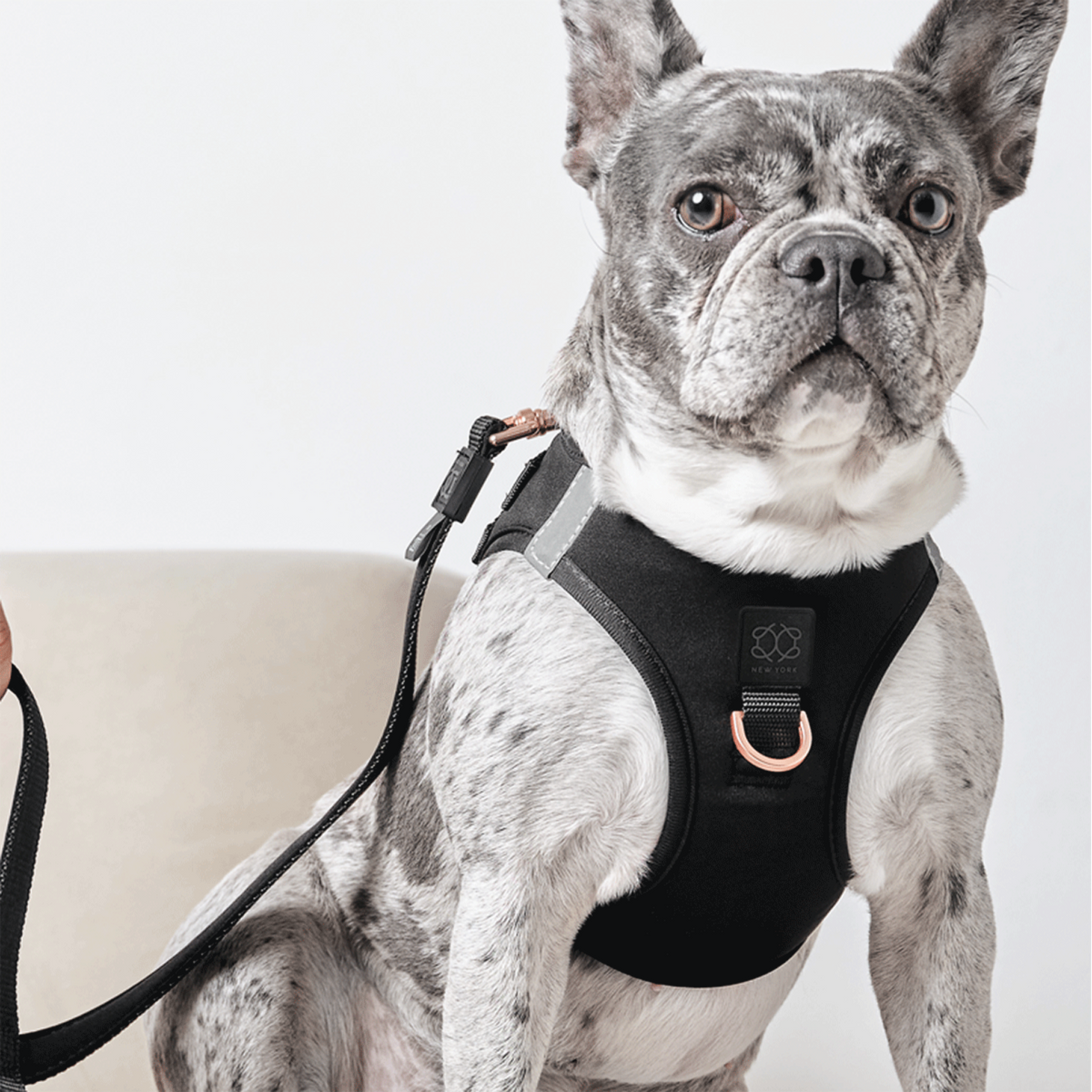 City Leash Set - Black