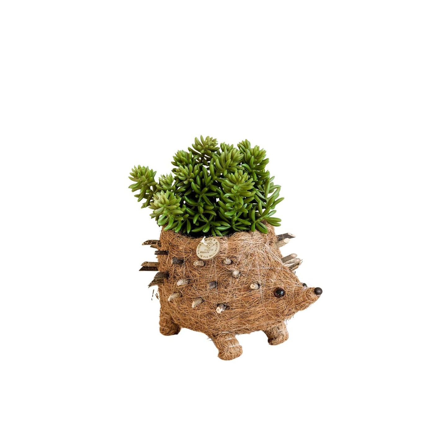 Baby Hedgehog Plant Pot