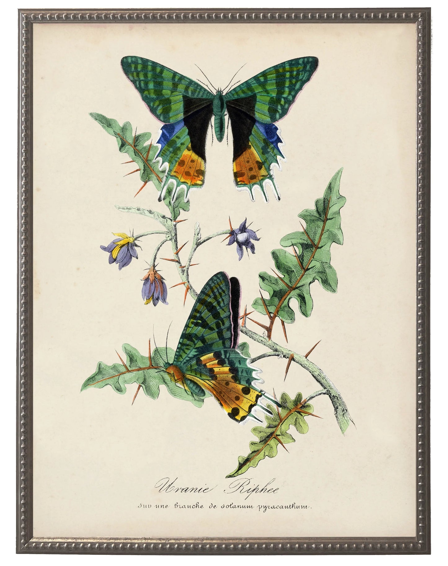 Vintage Butterfly & Flower Print in Beaded Pewter Frame