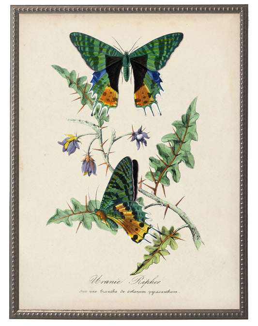 Vintage Butterfly & Flower Print in Beaded Pewter Frame