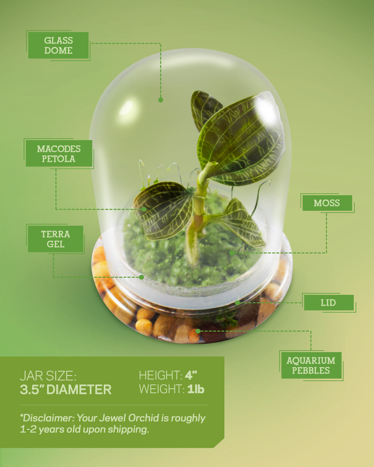 Jewel Orchid Terrarium
