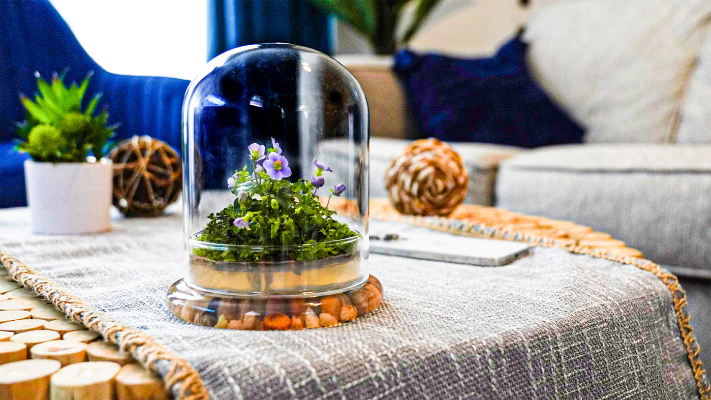 Bloomify Persian Violet lived in Terrarium Jar