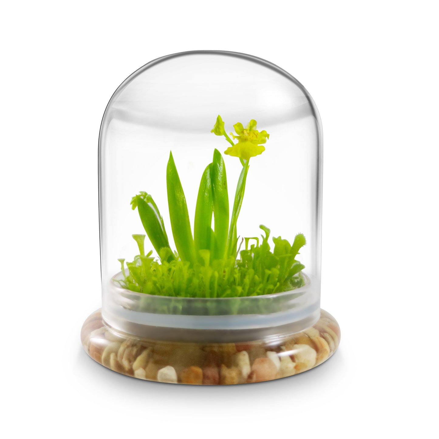 Everlasting Orchid Terrarium with Sundew Moss