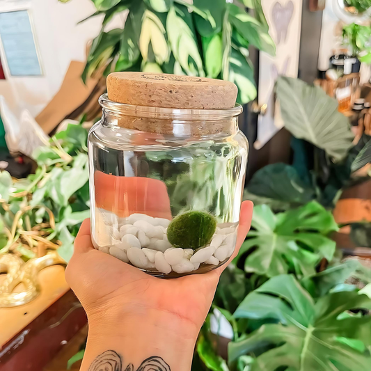 Large Moss Ball | Moss Amigo
