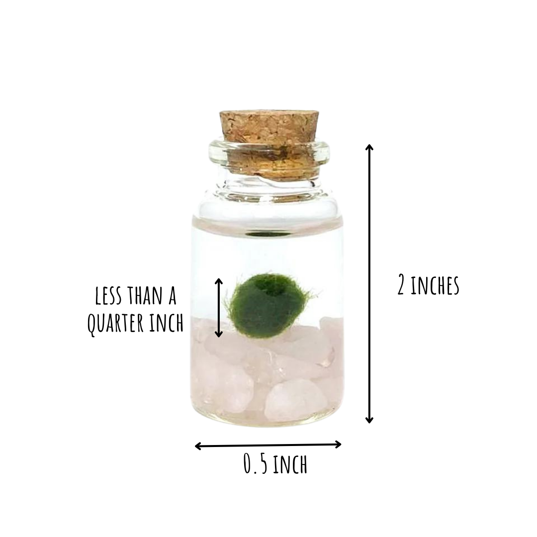 Mini Moss Ball | Rose Quartz Moss Niño